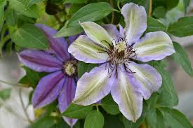 Attēlu rezultāti vaicājumam “Clematis flower”