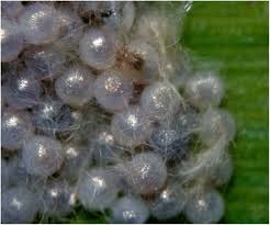 Attēlu rezultāti vaicājumam “Trichoptera egg mass”