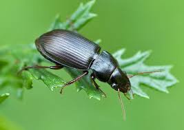 Attēlu rezultāti vaicājumam “Pseudoophonus rufipes”