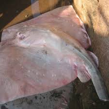 Image result for Megatrygon microps