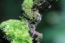 Attēlu rezultāti vaicājumam “Pylaisia polyantha”