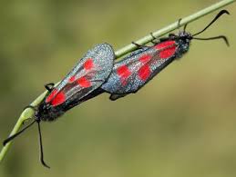 Attēlu rezultāti vaicājumam “Zygaena viciae”