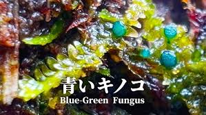 Attēlu rezultāti vaicājumam “Mniaecia jungermanniae”