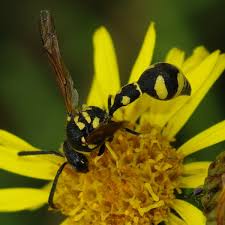 Attēlu rezultāti vaicājumam “Eumenes sp.”