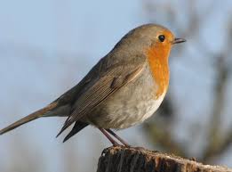 Image result for Erithacus rubecula