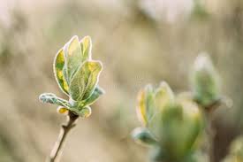 Attēlu rezultāti vaicājumam “Lonicera xylosteum bud”