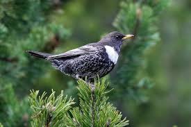 Image result for Turdus torquatus