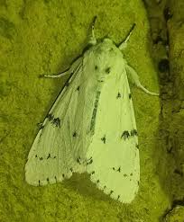 Attēlu rezultāti vaicājumam “Acronicta leporina larva”