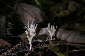 Attēlu rezultāti vaicājumam “Tremellodendropsis tuberosa”