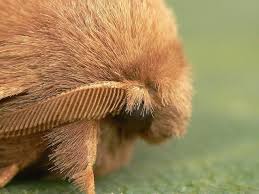 Attēlu rezultāti vaicājumam “Malacosoma neustria”