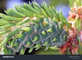 Attēlu rezultāti vaicājumam “Sacchiphantes abietis”