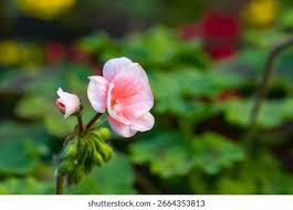 Attēlu rezultāti vaicājumam “Geraniaceae”