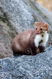 Attēlu rezultāti vaicājumam “Martes foina”