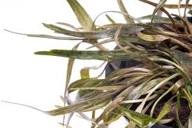 Attēlu rezultāti vaicājumam “Cribraria ferruginea”