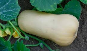 Image result for Kürbis