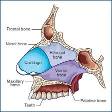 Image result for Nasolamia velox