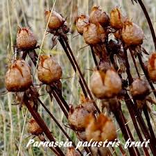 Attēlu rezultāti vaicājumam “Parnassia palustris fruit”
