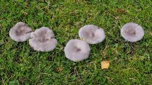 Image result for Melanoleuca rasilis var. pseudoluscina