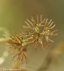 Attēlu rezultāti vaicājumam “Batrachium circinatum flower”