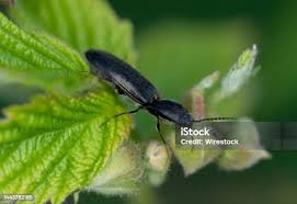 Attēlu rezultāti vaicājumam “Ectinus aterrimus”