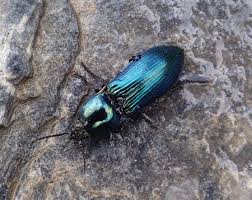 Attēlu rezultāti vaicājumam “Selatosomus aeneus”