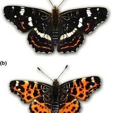 Attēlu rezultāti vaicājumam “Araschnia levana larva”