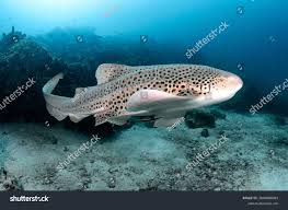 Image result for Stegostoma tigrinum