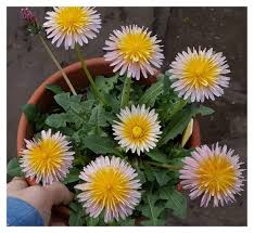 Image result for Hieracium aurantiacum