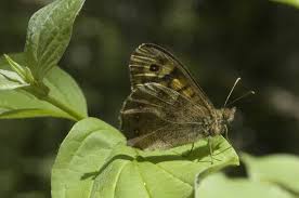 Attēlu rezultāti vaicājumam “Pararge aegeria”