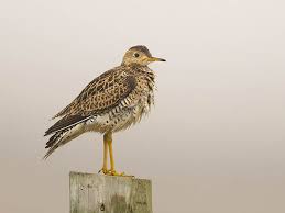 Image result for Bartramia longicauda