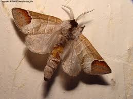 Attēlu rezultāti vaicājumam “Clostera curtula”