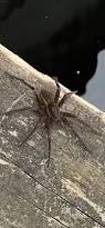 Attēlu rezultāti vaicājumam “Dolomedes fimbriatus”