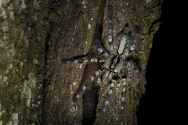 Attēlu rezultāti vaicājumam “Pyralis regalis”