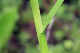 Attēlu rezultāti vaicājumam “Poa remota bud”