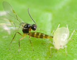 Attēlu rezultāti vaicājumam “Aphis confusa”