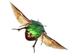 Attēlu rezultāti vaicājumam “Cetonia aurata”