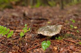 Attēlu rezultāti vaicājumam “Lactarius necator”