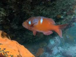 Image result for Chrysoblephus laticeps