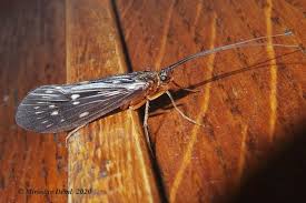 Attēlu rezultāti vaicājumam “Potamophylax”