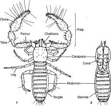 Attēlu rezultāti vaicājumam “Symphypleona”