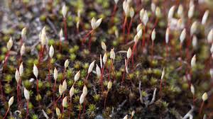 Attēlu rezultāti vaicājumam “Brachytheciastrum velutinum sporophyte”