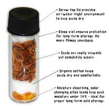 Attēlu rezultāti vaicājumam “Scrophularia nodosa fruit”