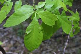 Attēlu rezultāti vaicājumam “Carya ovata leaf”