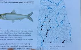 Image result for Alosa alabamae