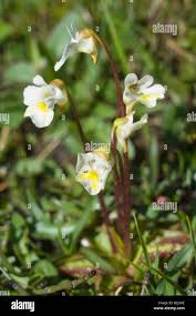 Attēlu rezultāti vaicājumam “Pinguicula alpina flower”