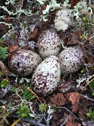 Attēlu rezultāti vaicājumam “Chlidonias niger eggs”