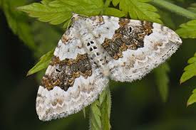 Attēlu rezultāti vaicājumam “Xanthorhoe montanata”