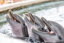 Image result for Dolphin Sub Aqua