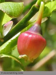 Attēlu rezultāti vaicājumam “Vaccinium myrtillus flower”