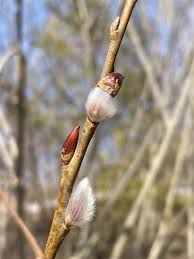 Attēlu rezultāti vaicājumam “Salix caprea bud”
